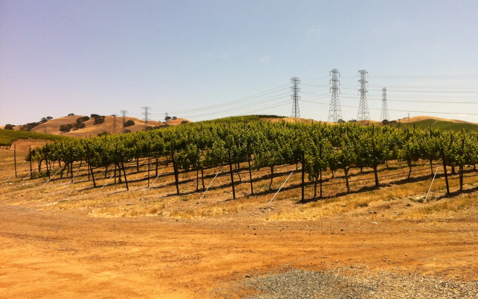 Rolling green vineyards in the Livermore Valley with distant hills